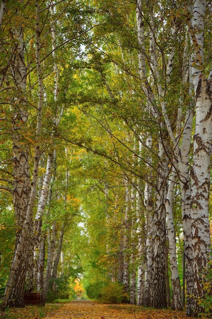 De Hauts Bouleaux Poussent Le Long De L'allée Du Parc. Paysage D'automne. Arbres à Feuilles Caduques élevés.