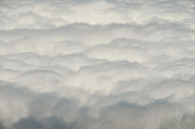 Hauts nuages au-dessus de la forêt d'arbres de cône de pin dans l'île de Ténérife