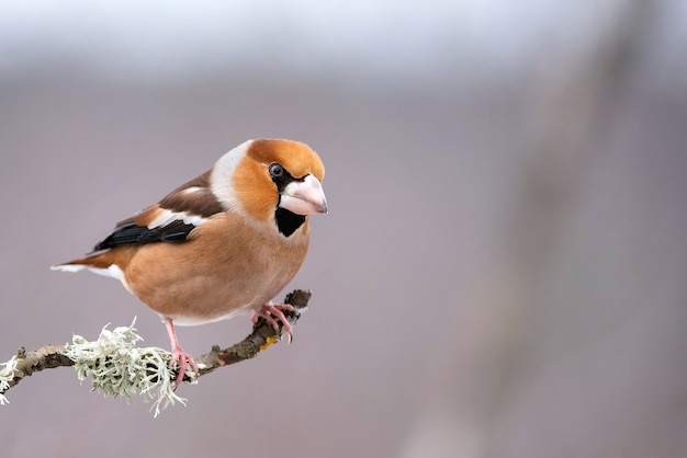 Hawfinch assis sur une branche