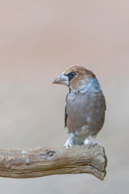 Hawfinch (Coccothraustes coccothraustes) Cordoue, Espagne