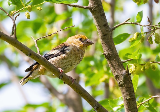 Hawfinch Coccothraustes coccothraustes Jeune poussin oiseau est assis sur une branche de mûrier