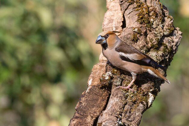 Hawfinch Coccothraustes coccothraustes Malaga Espagne