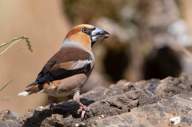 Hawfinch Coccothraustes coccothraustes Malaga Espagne