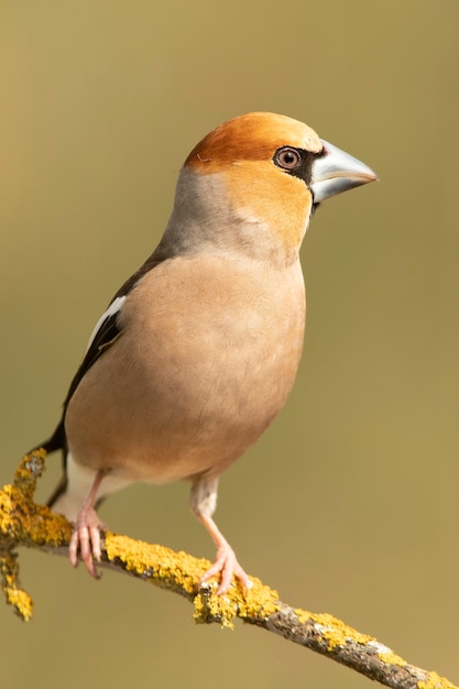 Hawfinch mâle avec la première lumière de l'aube avec un plumage en rut