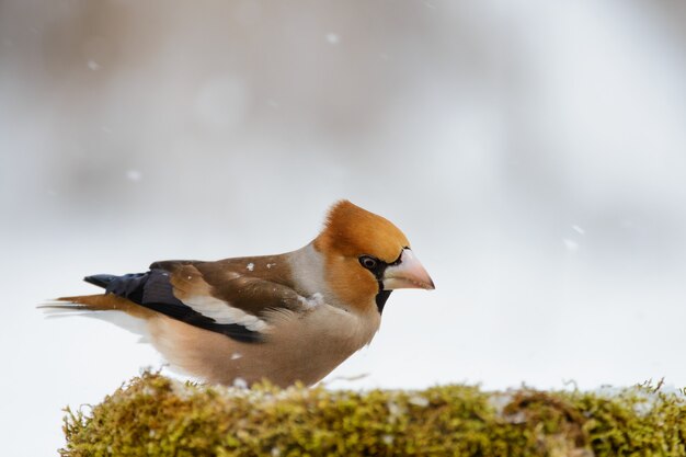 Hawfinch à la mangeoire d'hiver sur un beau fond.