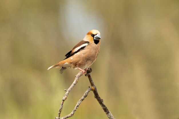 Hawfinch sur un perchoir près d'un point d'eau naturel en été en fin d'après-midi lumières