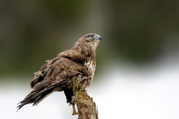 Hawk assis sur la branche d'épinette en hiver. Scène de la faune de la nature enneigée. Oiseau de proie avec de la neige. Hiver avec faucon dans la forêt