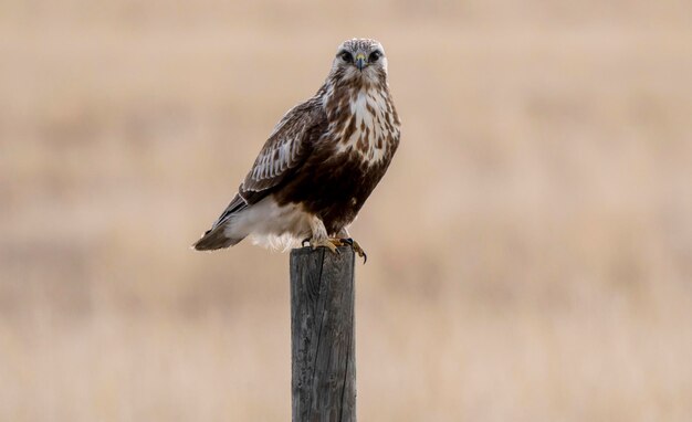 Hawk dans le Saskatchewan