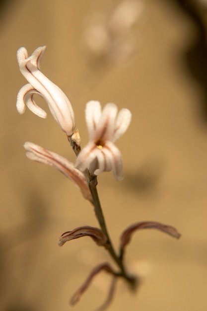 Photo haworthia attenuata asphodelaceae macrophotographie des fleurs