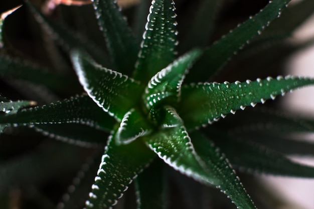 Haworthia atténue la petite plante d'intérieur succulente