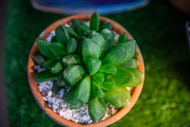 Haworthia cultivé dans de petits pots.