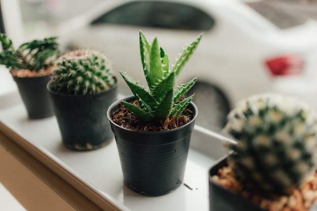 Haworthia dans un petit pot au bord des fenêtres.