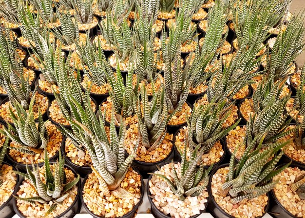 Haworthia Fasciata est dans un pot à la ferme de plantes ornementales