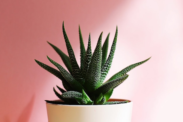 Haworthia succulente dans un pot sur fond rose. Plantes élégantes et simples pour un bureau moderne