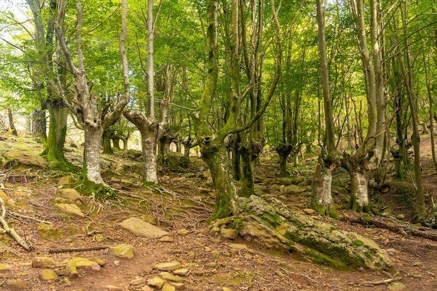 Photo hayedo sur le sentier du mont adarra dans la ville d'urnieta près de san sebastian, gipuzkoa