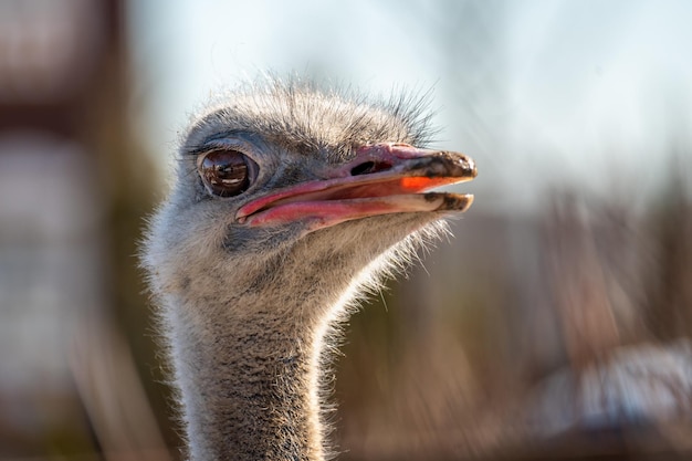 Head shot d'une autruche regardant la caméra