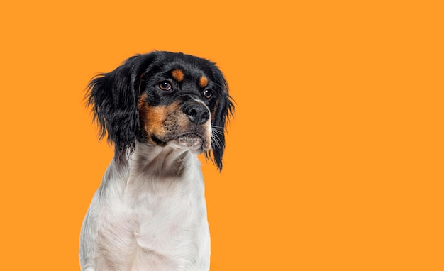 Head shot d'un chien de Bretagne âgé de cinq mois sur fond orange