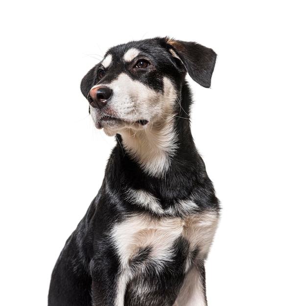 Head shot d'un chien croisé noir et blanc à l'écart