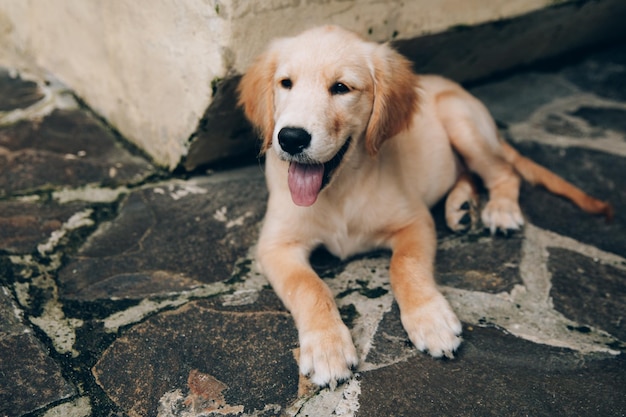 Head shot of Golden Retriever à très intéressé