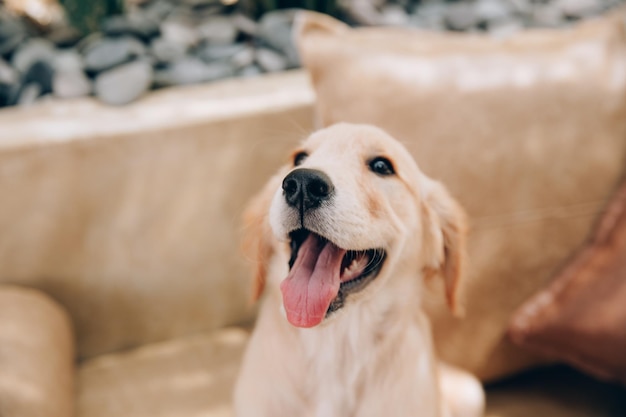 Head shot of Golden Retriever à très intéressé