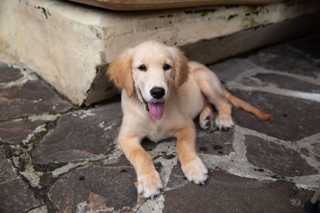 Head shot of Golden Retriever à très intéressé