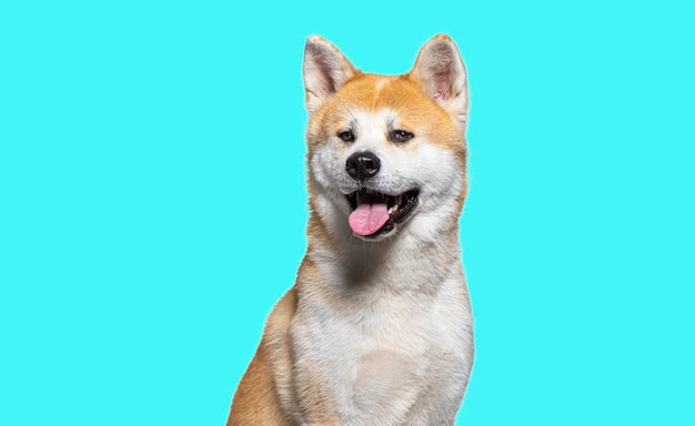 Head shot of a Haletant Akita Inu sur fond bleu