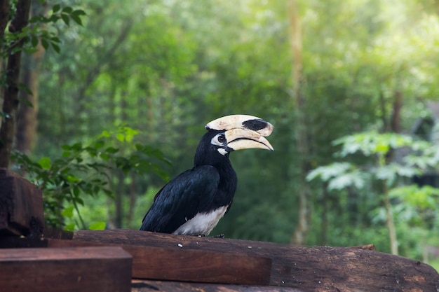 Headshot calao oiseau dans le parc national, thaïlande