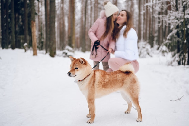 Héhé, jeune mère et petite fille mignonne en vêtements chauds roses marchant s'amuser avec un chien shiba inu rouge dans la forêt d'hiver froid blanc neigeux à l'extérieur. Activités de vacances sportives en famille.