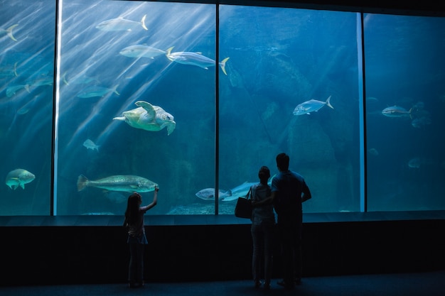 Héhé, regardant le réservoir de poissons