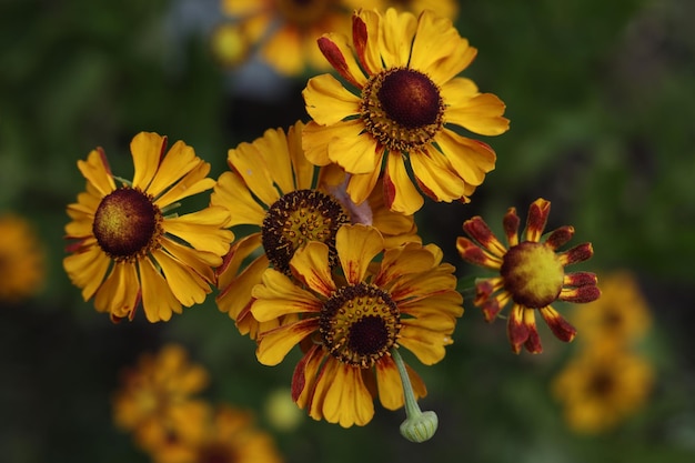 Helenium autumnale sneezeweed commun fleurs dans le jardin d'été