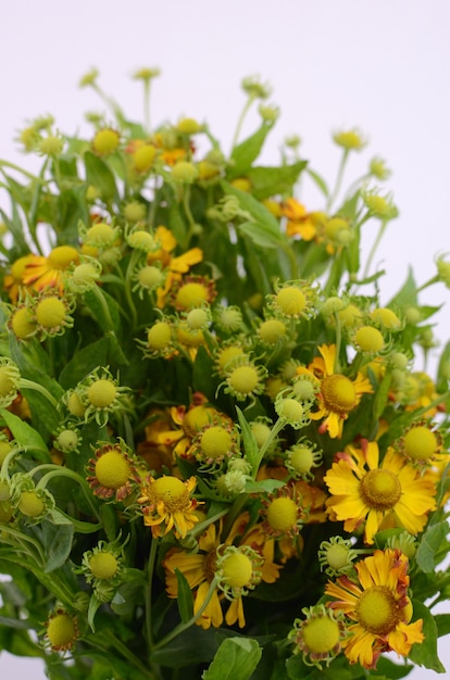 Helenium fleur sur fond blanc isolé