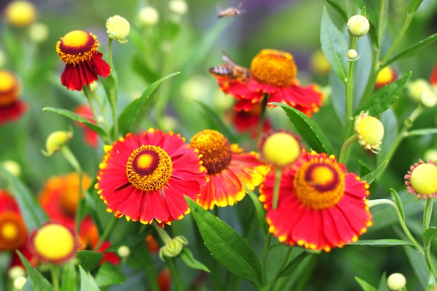 Helenium en fleur