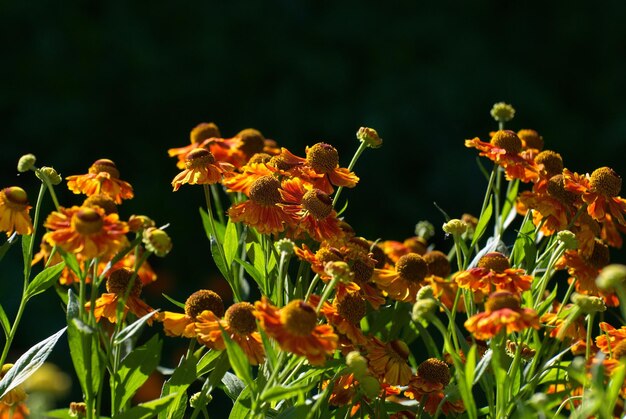 Helenium en fleurs Helenium un matin d'été ensoleillé dans un jardin de campagne