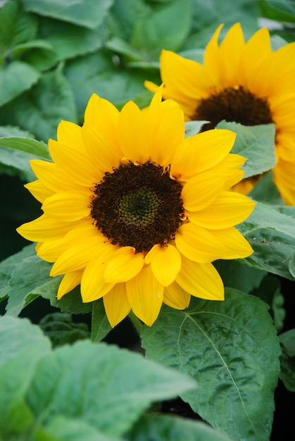 Photo helianthus annuus petits et tournesols en pot petite taille de fleur