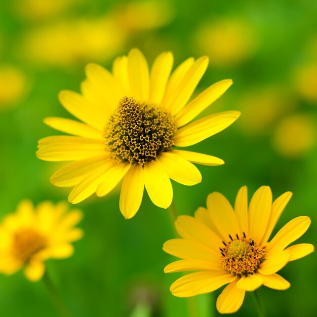 Helianthus tuberosus