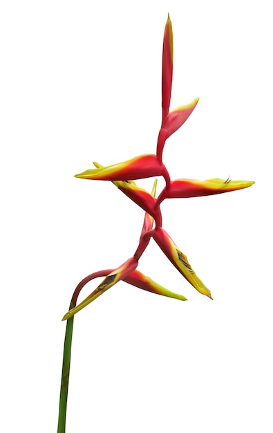 Heliconia bihai fleur fleurs tropicales isolées sur fond blanc