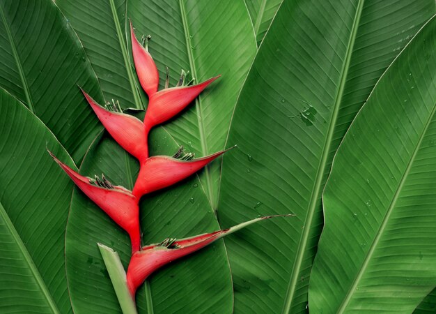 Heliconia fleur sur feuillage tropical