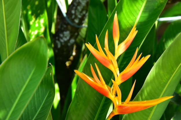 Le Heliconia jaune dans la cour