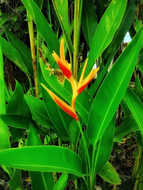 Heliconia Lady DianaHeliconia Psittacorum sont les plantes à fleurs paysagères à la croissance la plus rapide