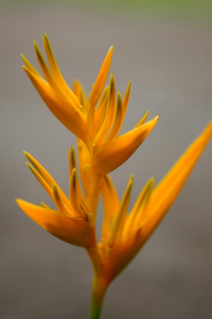 Heliconia psittacorum est une plante herbacée vivace originaire des Caraïbes et d'Amérique du Sud.