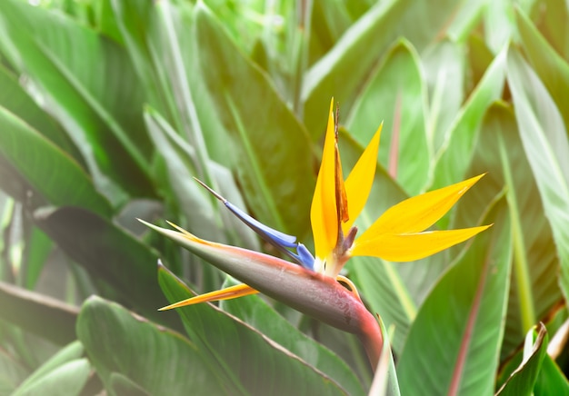 Heliconia.