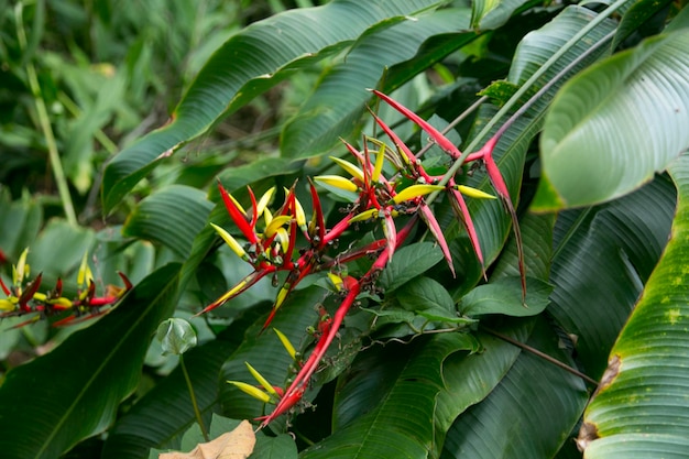 Heliconias dans la jungle péruvienne Ce sont des plantes herbacées vivaces d'origine tropicale qui ne