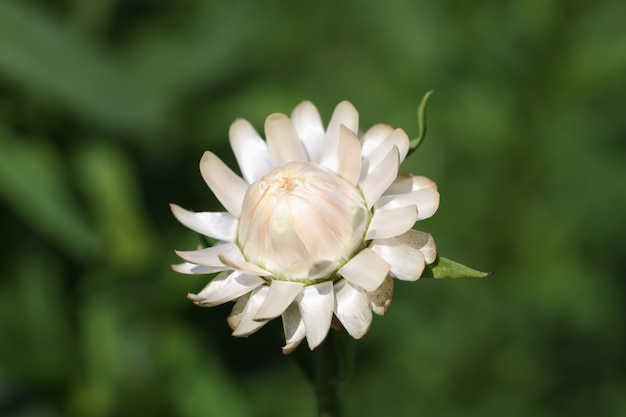 Helihrizum rose en arrière-plan naturel sombre de jardin avec le concept de fleur solitaire