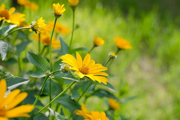 Heliopsis helianthoides, fleurs jaunes