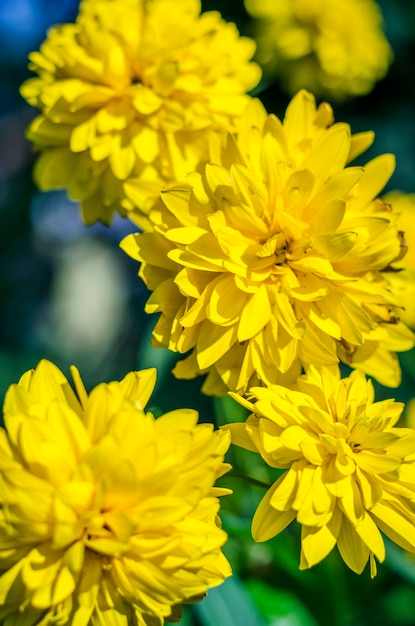 Heliopsis jaune fleurs dans le jardin