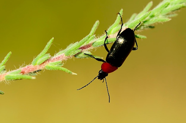 Heliotaurus ruficollis coléoptère polyphage de la famille des Tenebrionidae