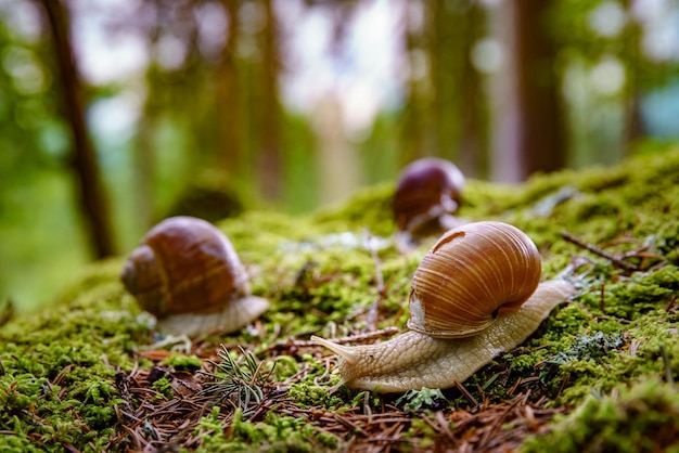 Helix pomatia également escargot romain, escargot de Bourgogne, escargot comestible ou escargot, est une espèce de gros escargot terrestre comestible à respiration aérienne, un mollusque gastéropode pulmoné terrestre de la famille des Helicidae.