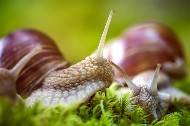 Helix pomatia également escargot romain, escargot de Bourgogne, escargot comestible ou escargot, est une espèce de gros escargot terrestre comestible à respiration aérienne, un mollusque gastéropode pulmoné terrestre de la famille des Helicidae.