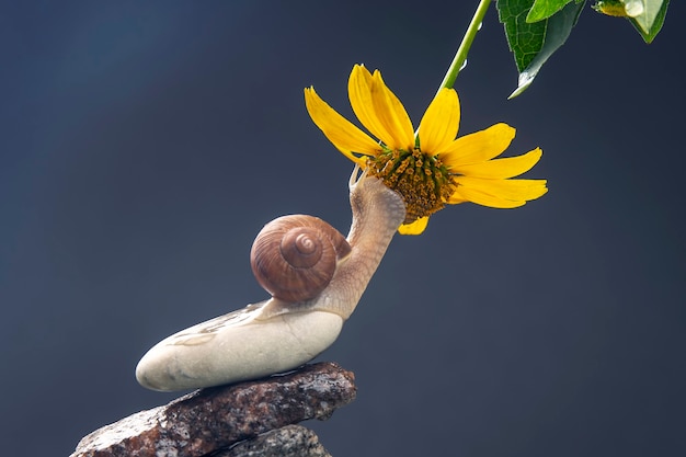 Helix Pomatia. Escargot Sur Une Pyramide De Pierre Est Attiré Par L'odeur D'une Fleur Jaune. Mollusque Et Invertébré. Viande De Délicatesse Et Gastronomie.