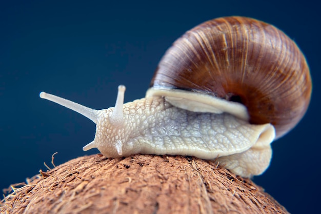 Hélix pomatia. escargot de raisin sur une noix de coco sur un fond sombre. mollusque et invertébré. nourriture de viande protéinée gastronomique.